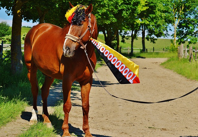 球队双核联手打爆对手